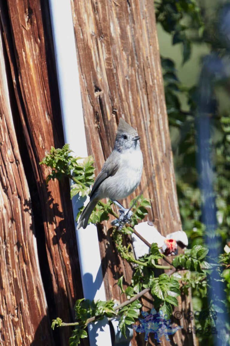 Oak Titmouse