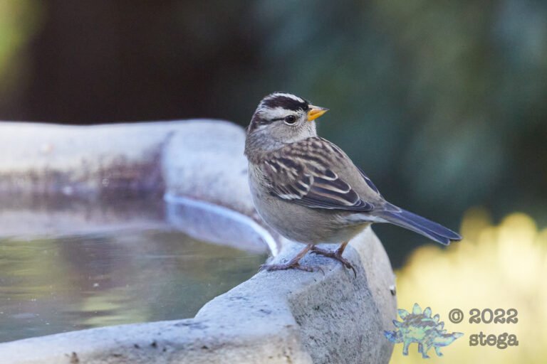 White-Crowned Sparrow