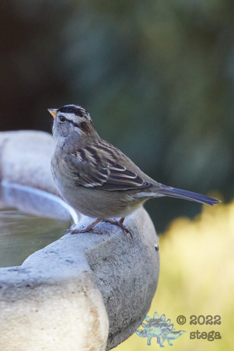 White-Crowned Sparrow