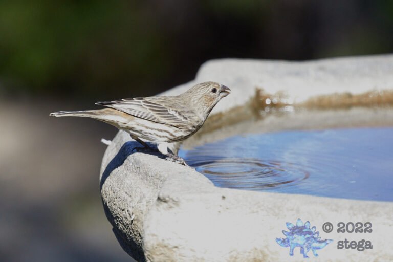 House Finch