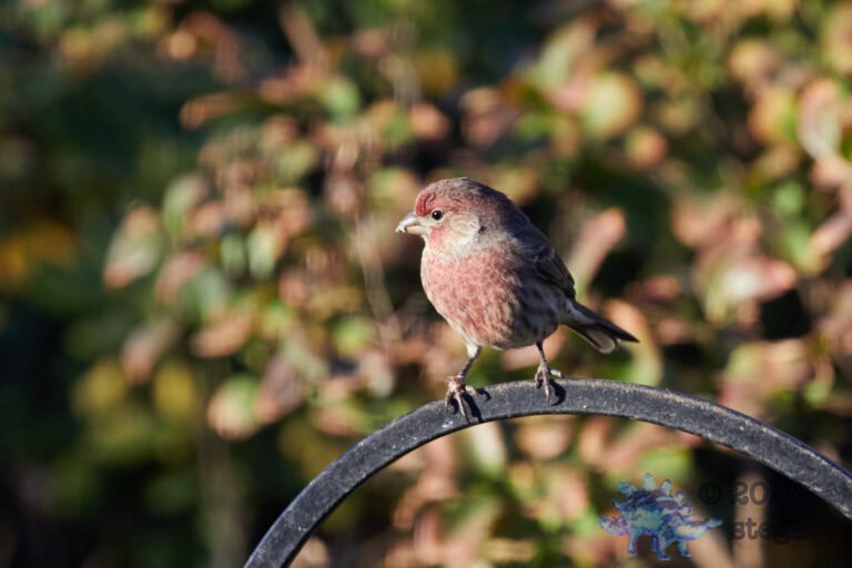 House Finch