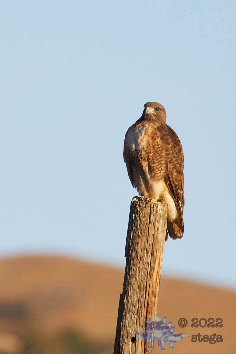 Red-Tailed Hawk