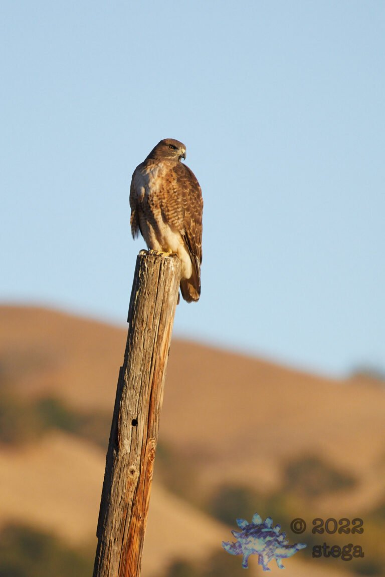 Red-Tailed Hawk