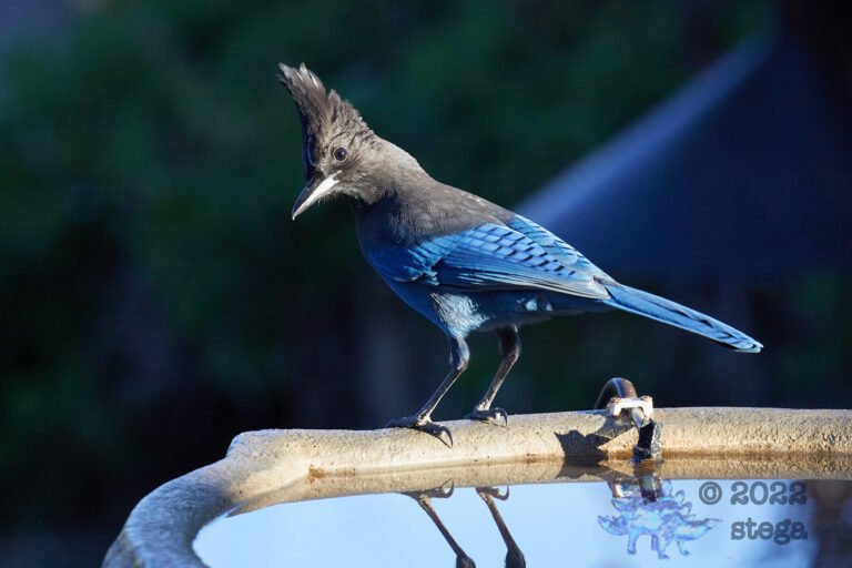 Steller’s Jay