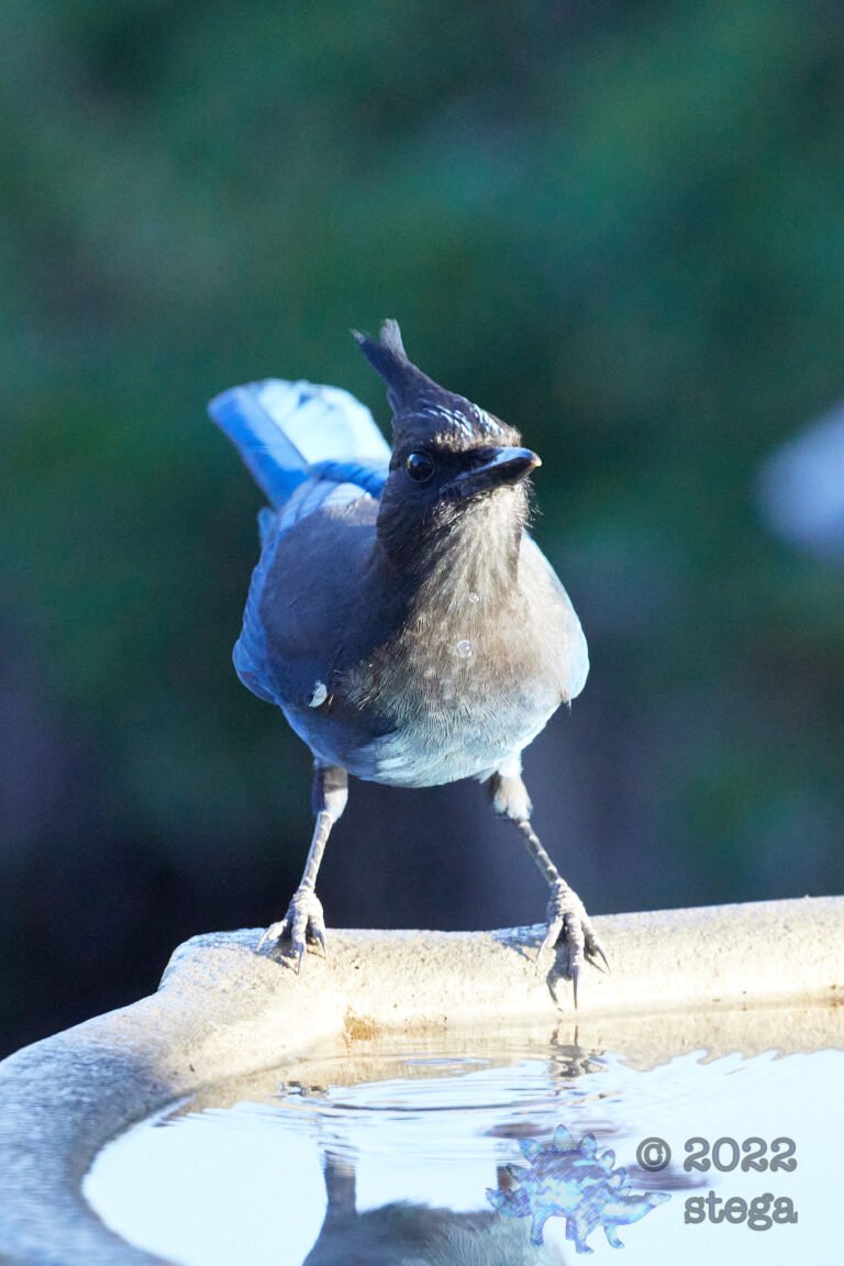 Steller’s Jay,