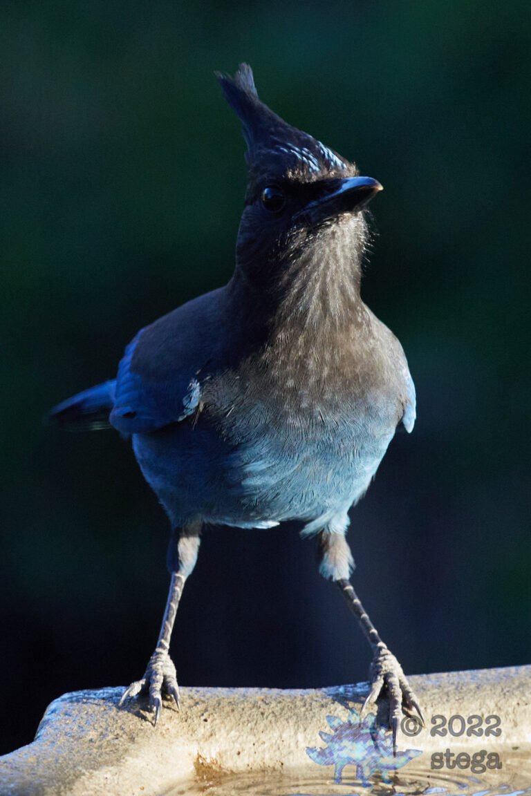 Steller’s Jay