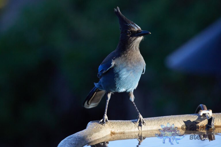 Steller’s Jay