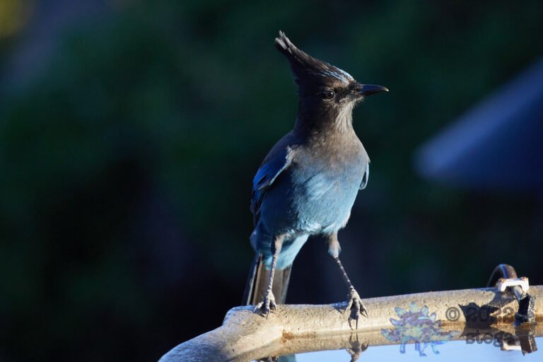 Steller’s Jay