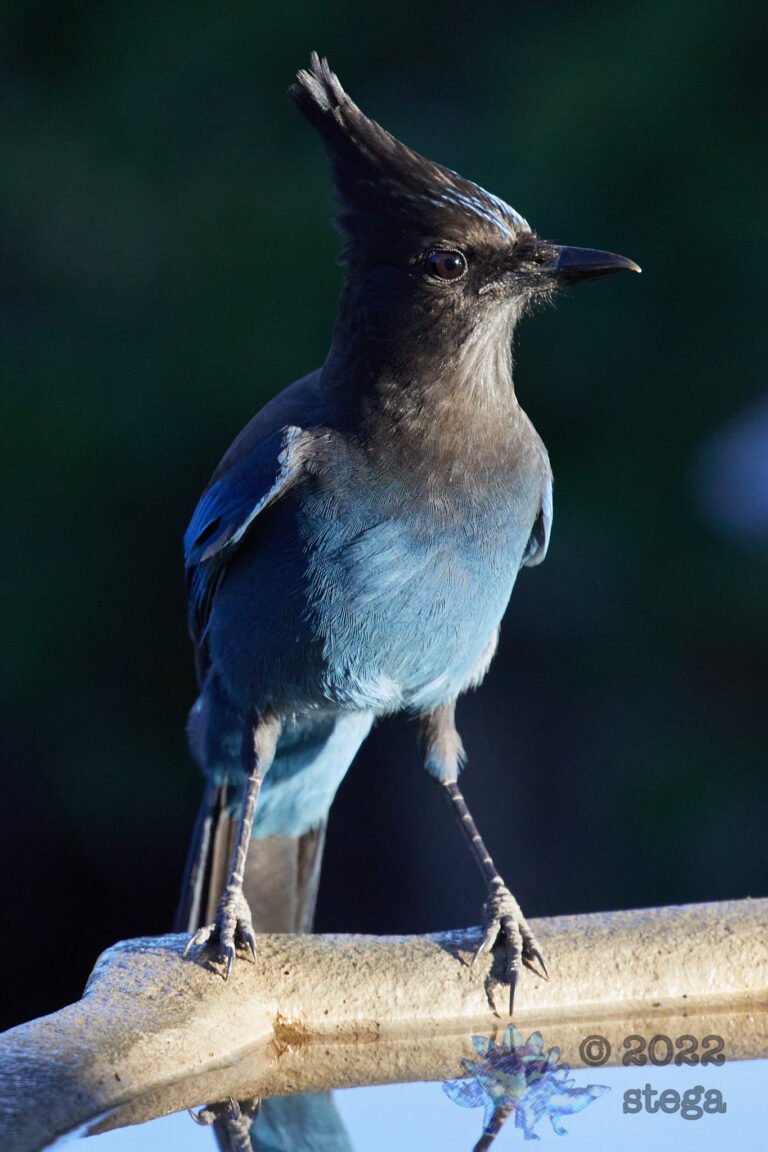 Steller’s Jay