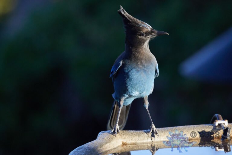 Steller’s Jay