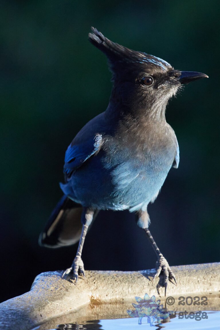Steller’s Jay