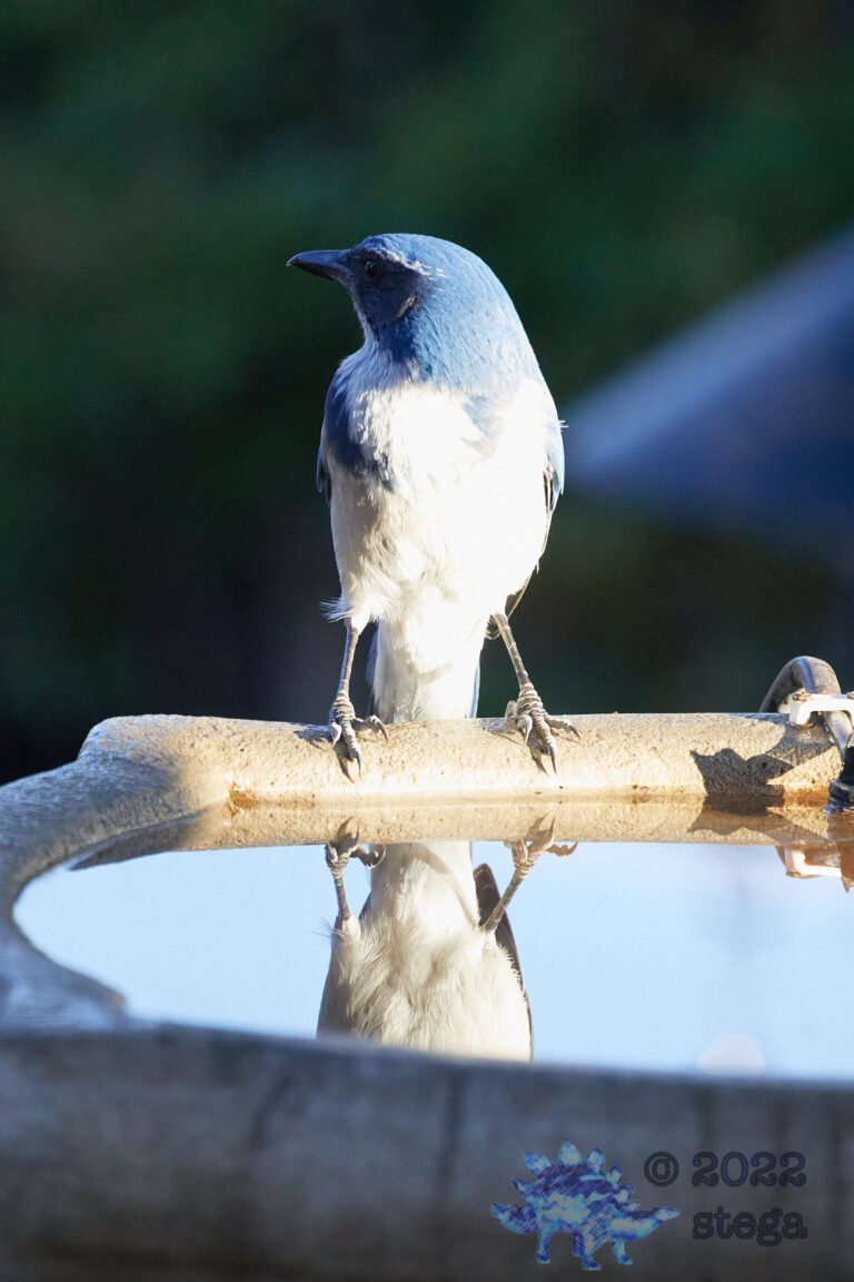 California Scrub Jay