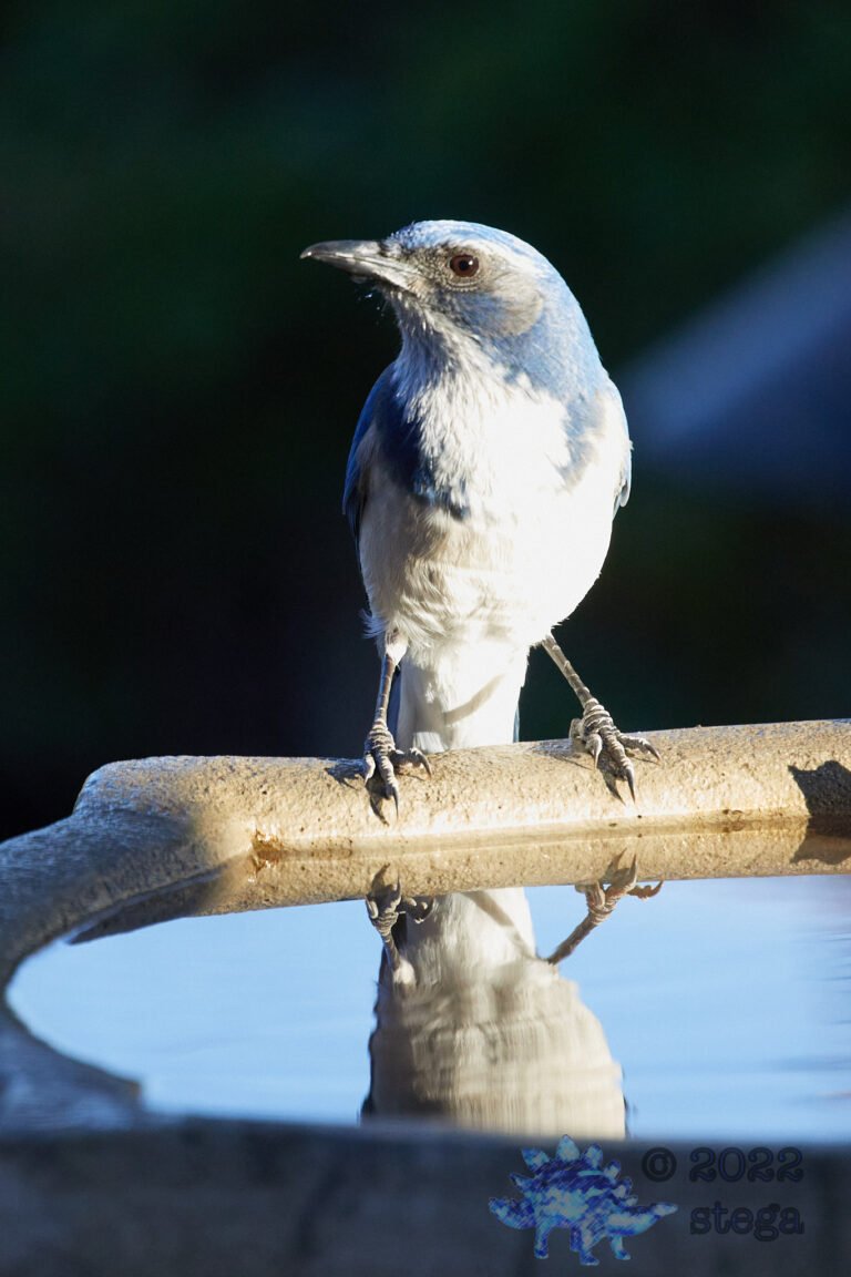 California Scrub Jay