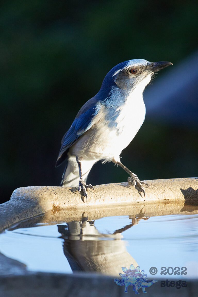 California Scrub Jay