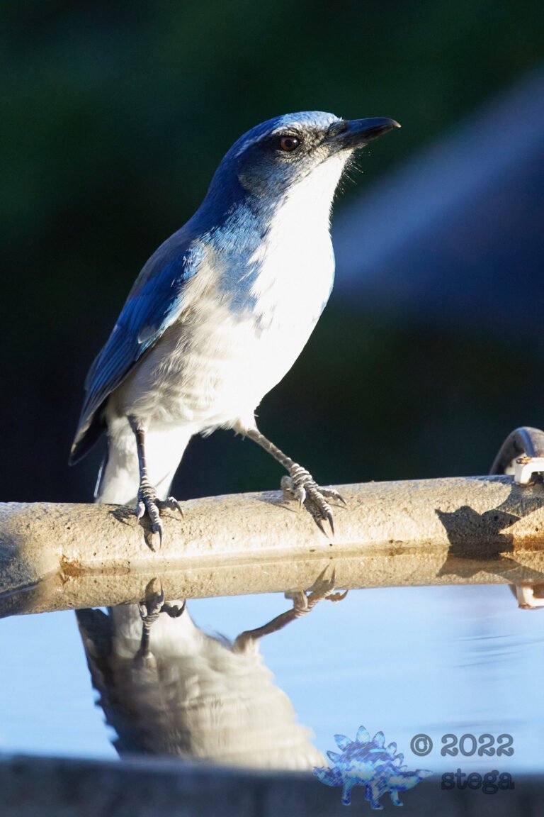 California Scrub Jay