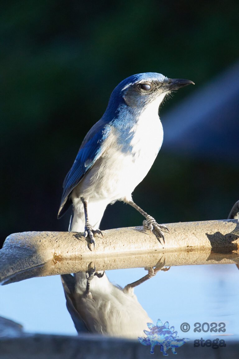 California Scrub Jay