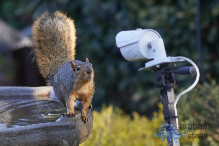 Fox Squirrel