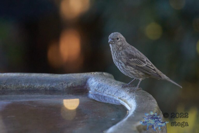 House Finch