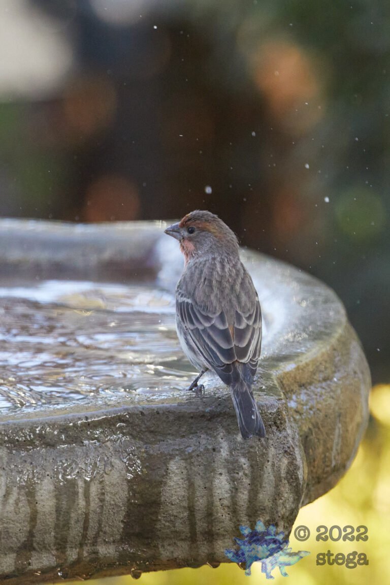 House Finch