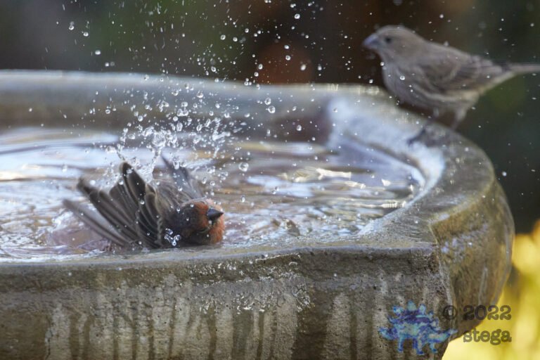 House Finch