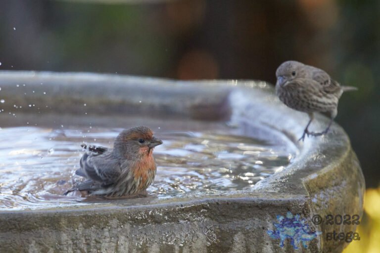 House Finch