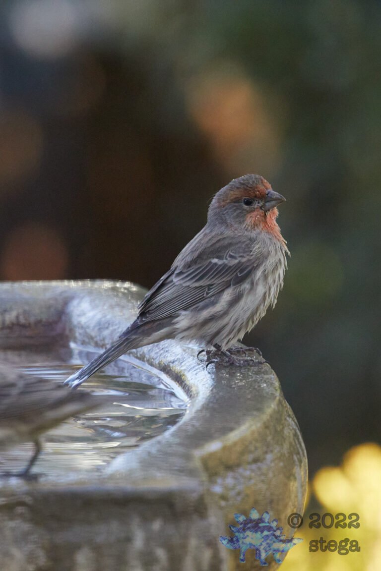 House Finch
