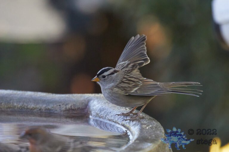 White-Crowned Sparrow