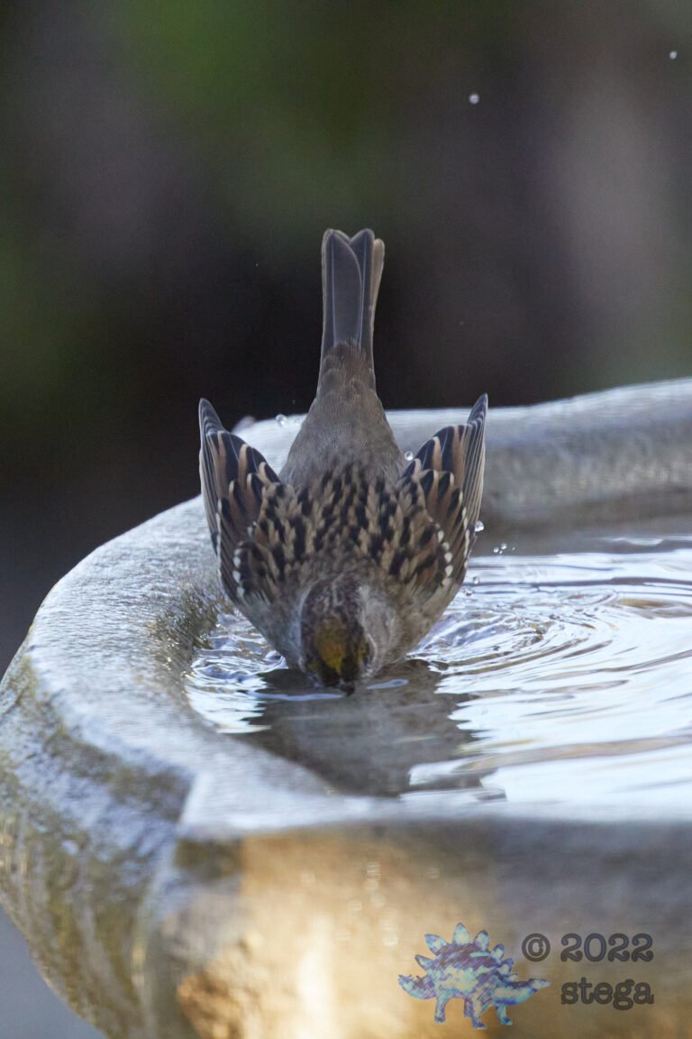 Gold-Crowned Sparrow