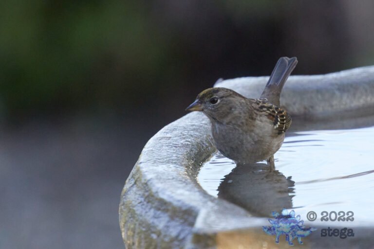 Gold-Crowned Sparrow