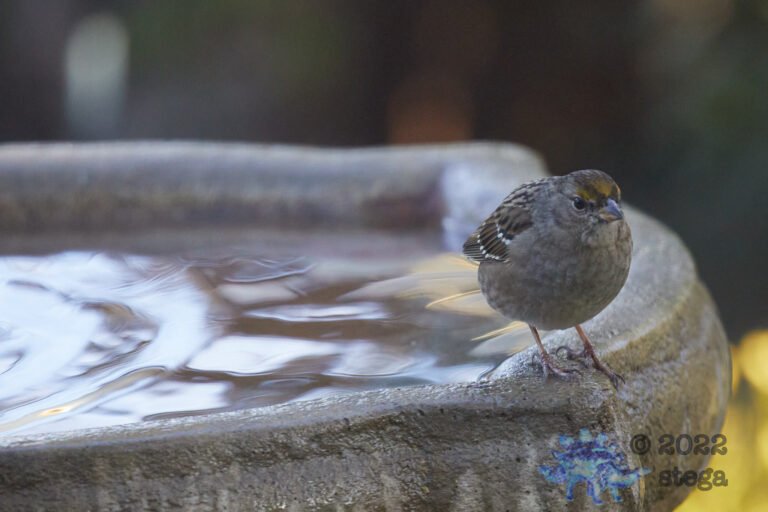 Gold-Crowned Sparrow