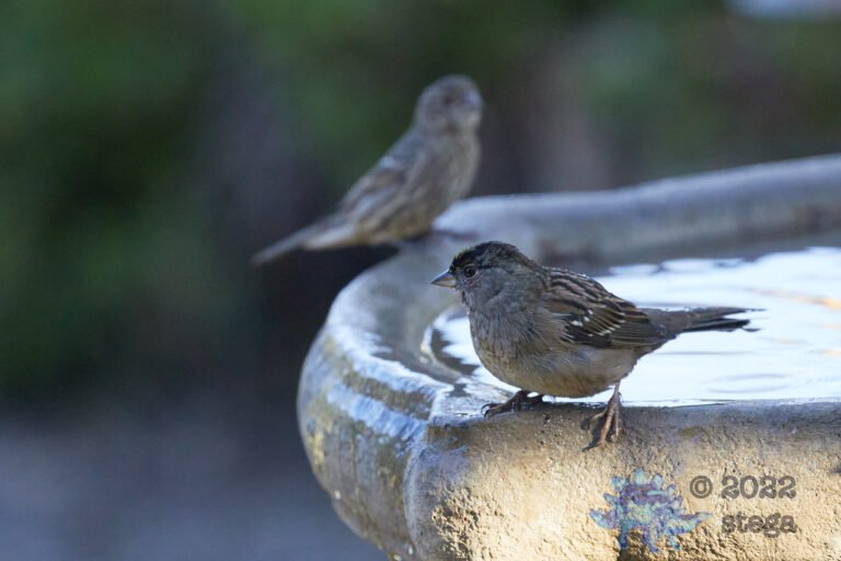 Gold-Crowned Sparrow
