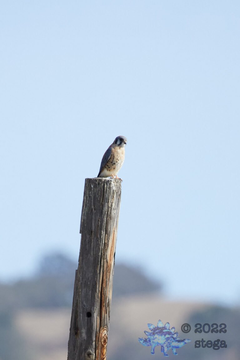 American Kestrel
