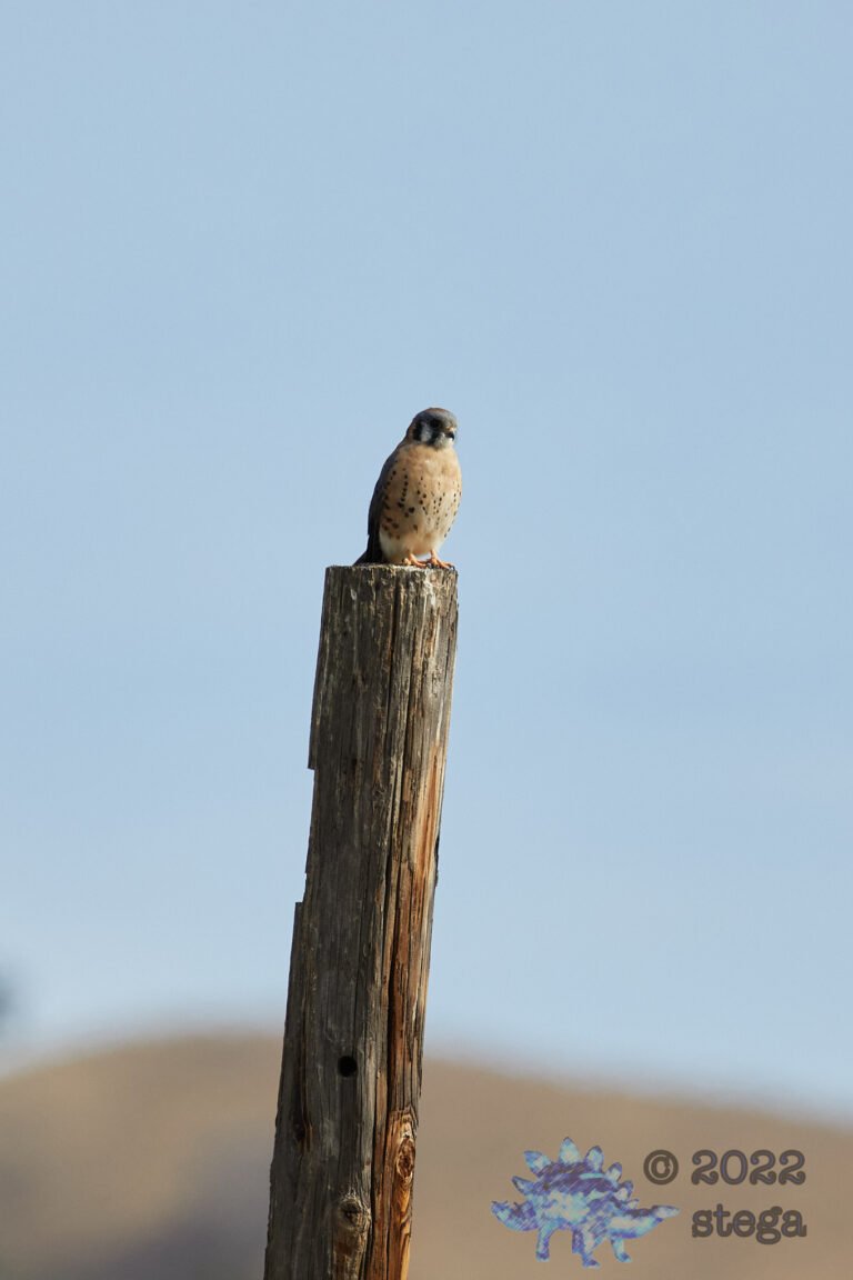 American Kestrel