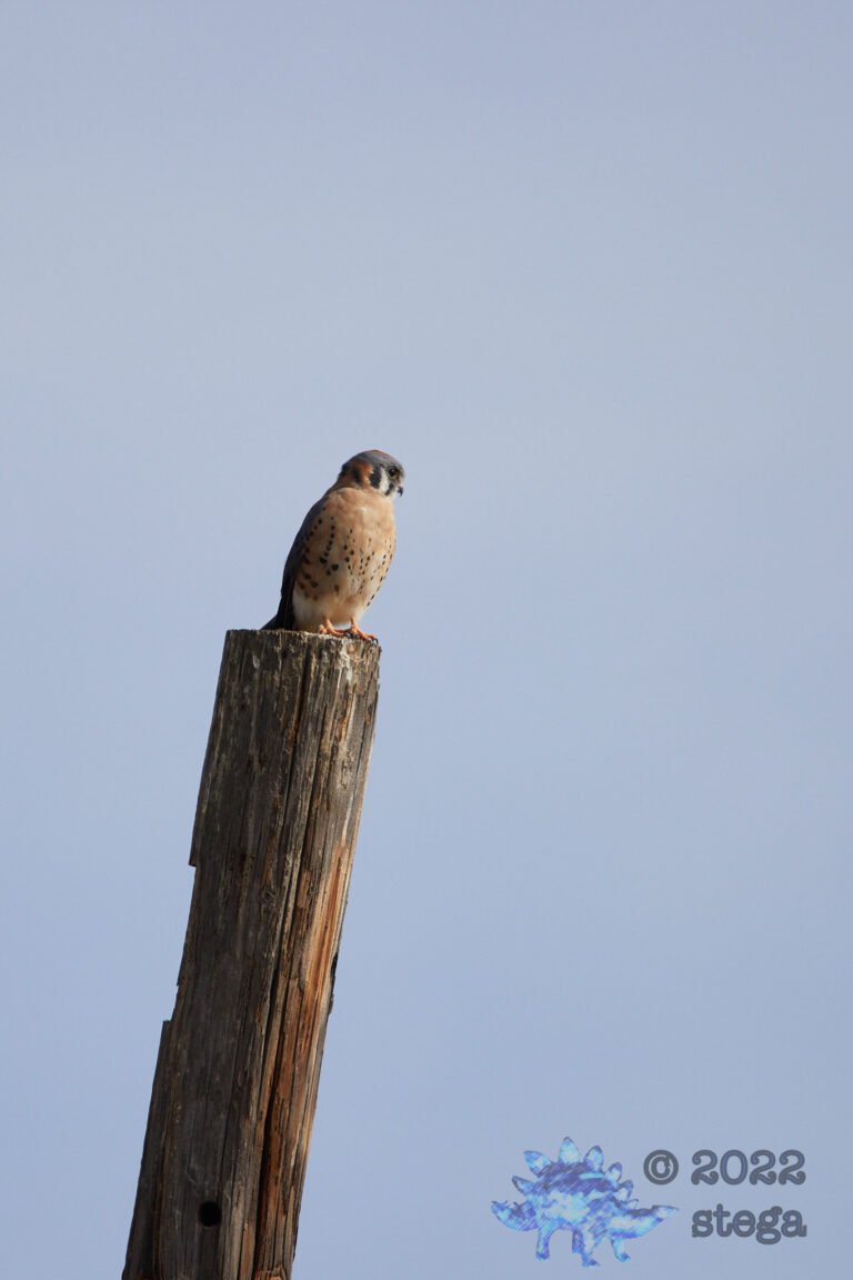 American Kestrel