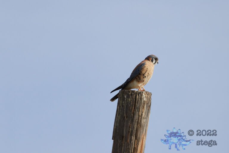 American Kestrel