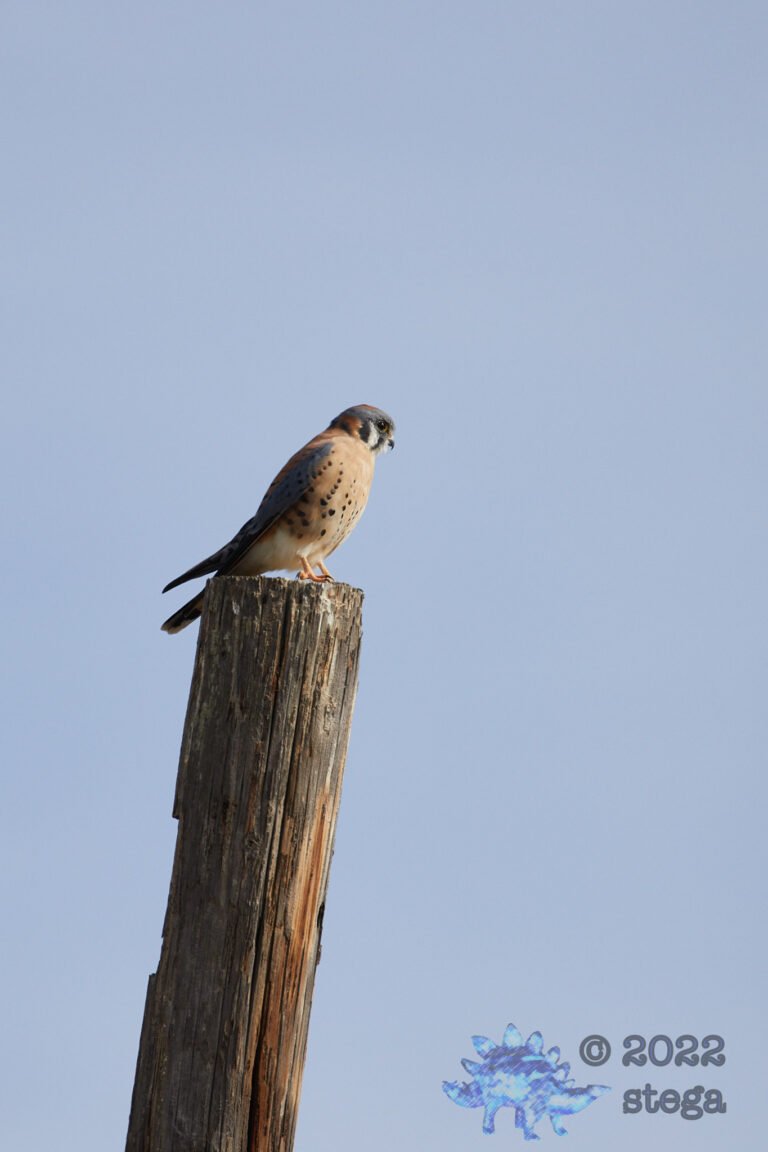 American Kestrel