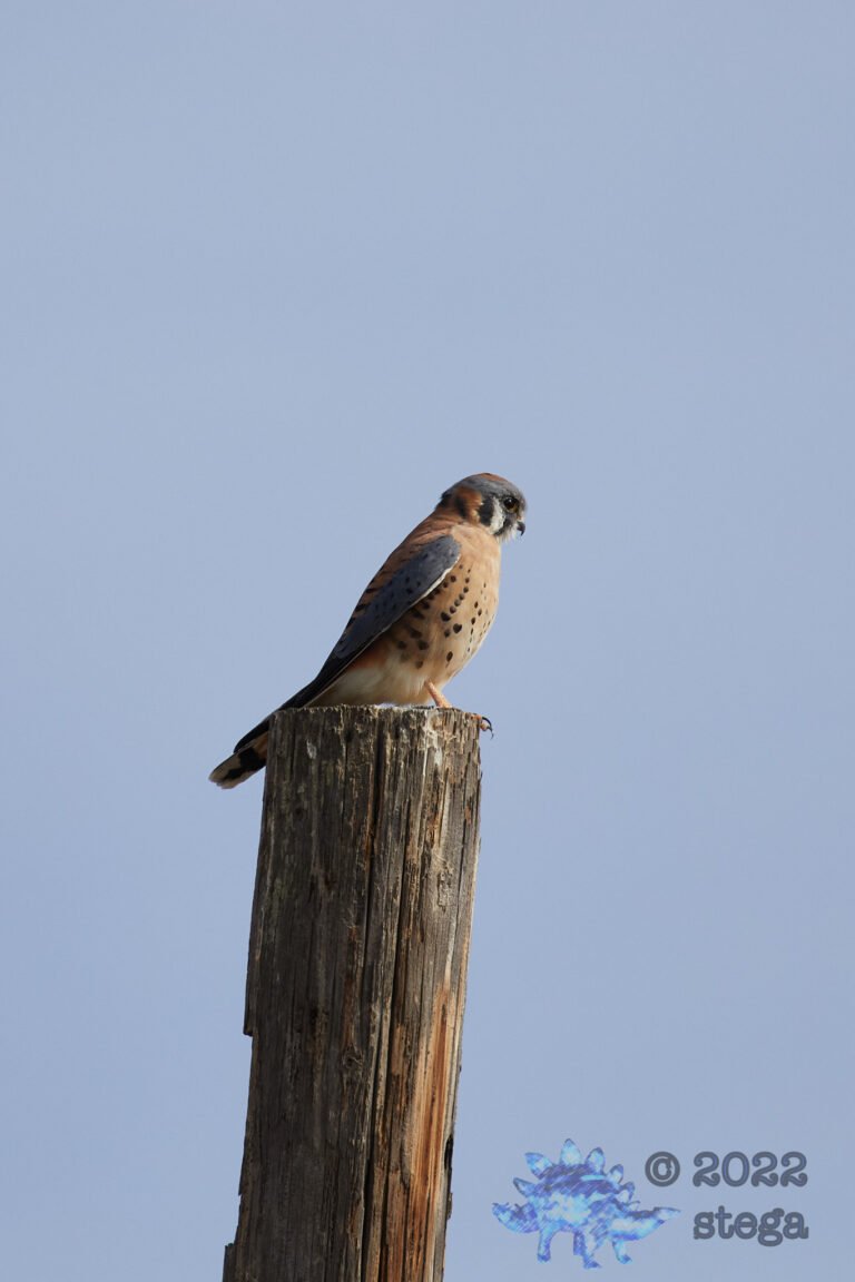 American Kestrel