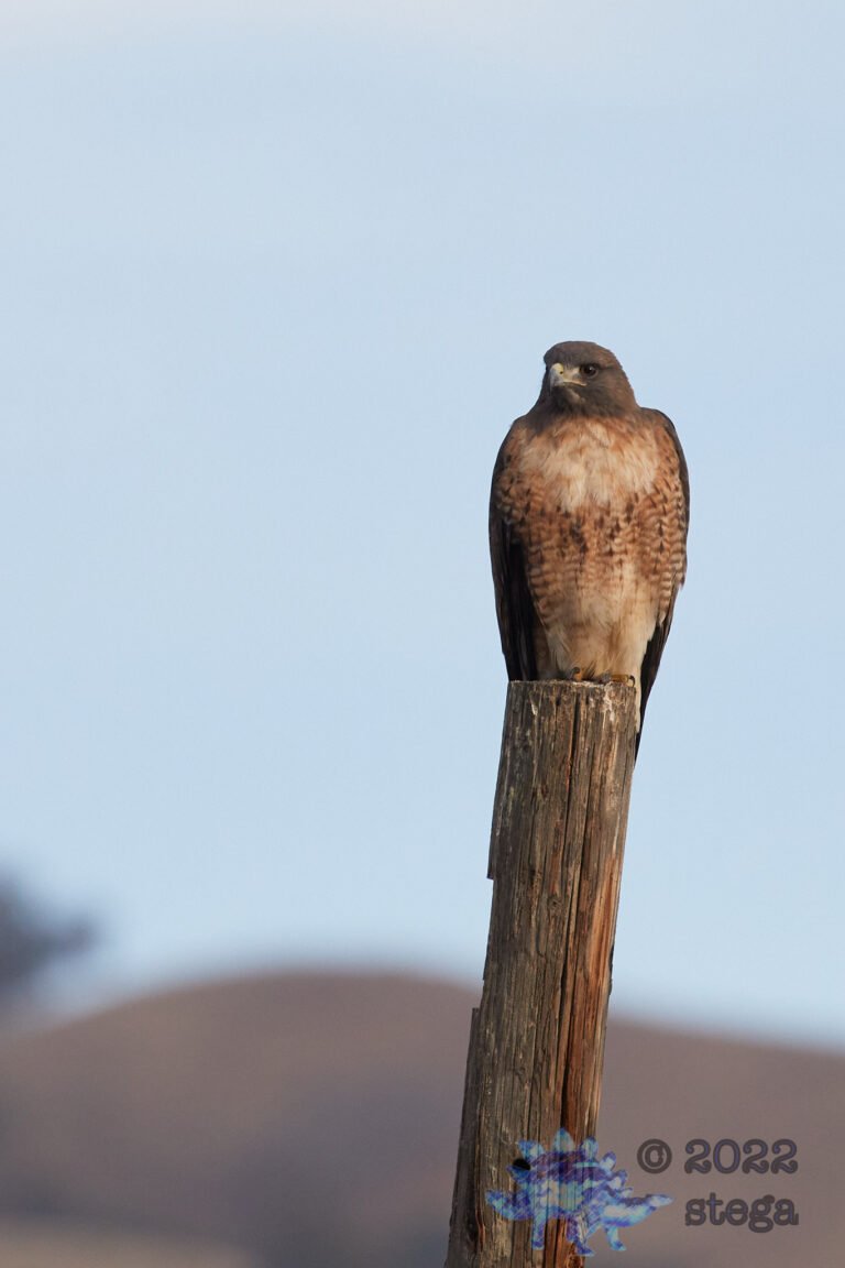 Red-Tailed Hawk