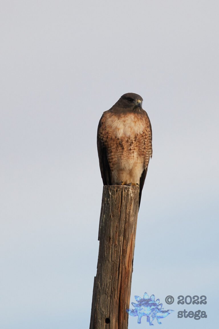 Red-Tailed Hawk
