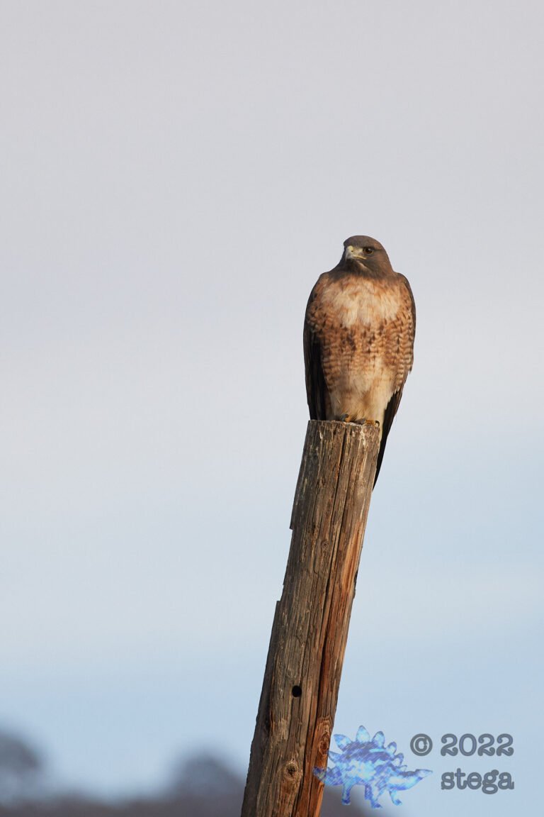 Red-Tailed Hawk