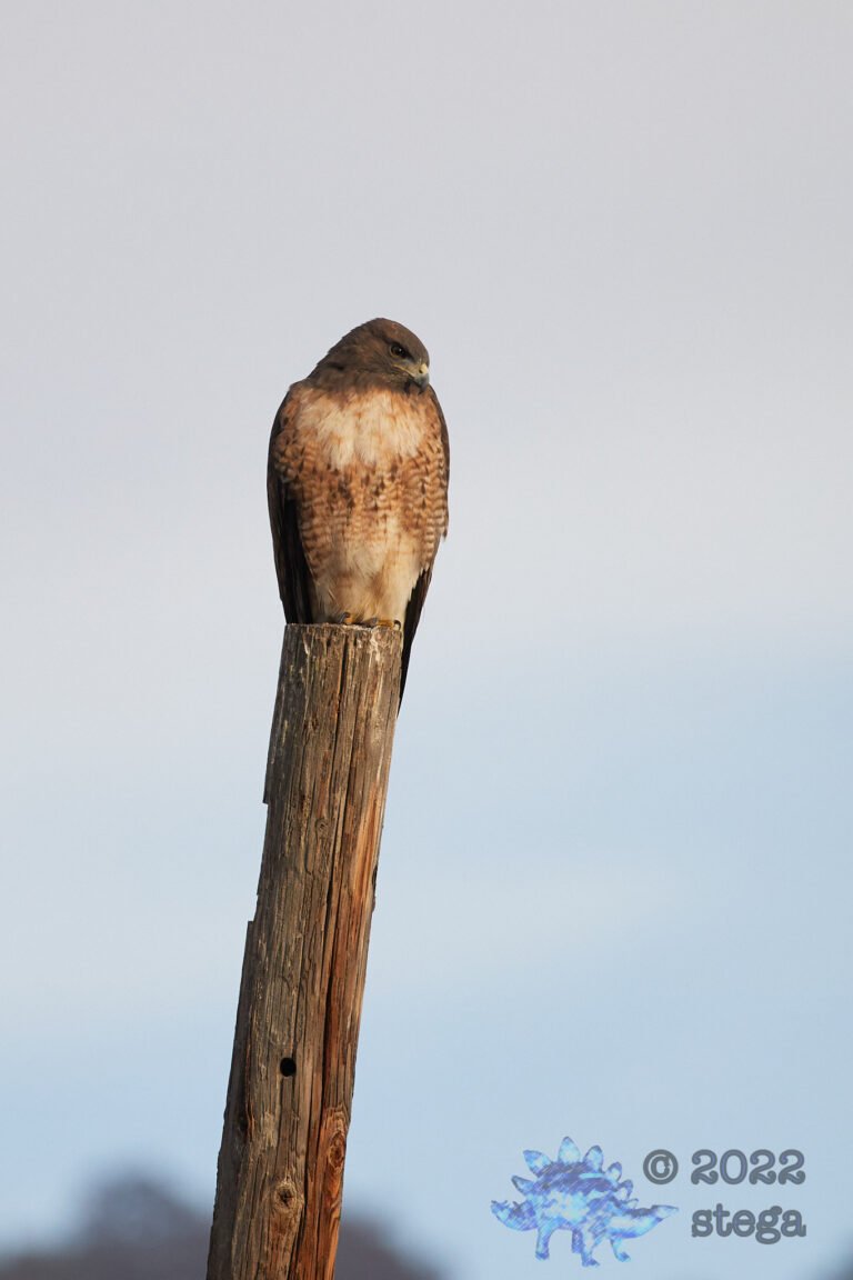 Red-Tailed Hawk