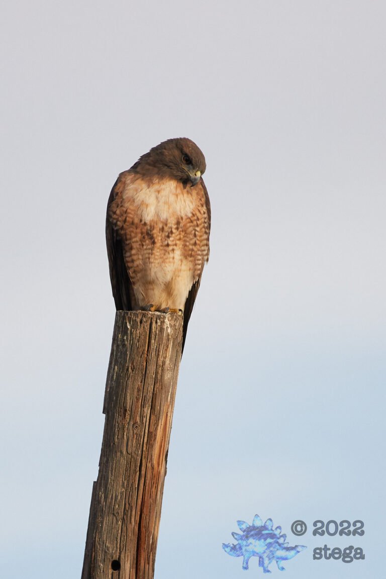 Red-Tailed Hawk