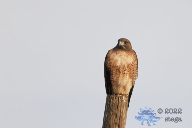 Red-Tailed Hawk