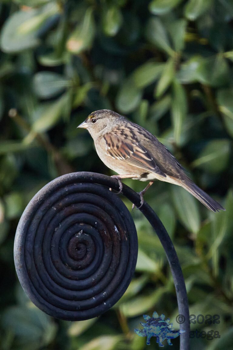 Gold-Crowned Sparrow
