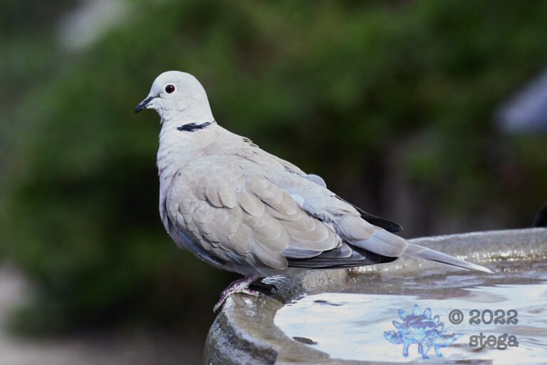 Eurasian Collared Dove