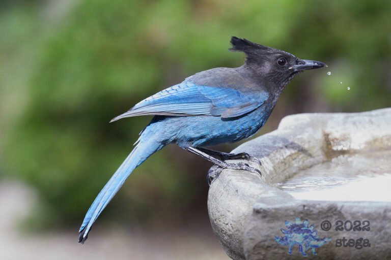 Steller’s Jay