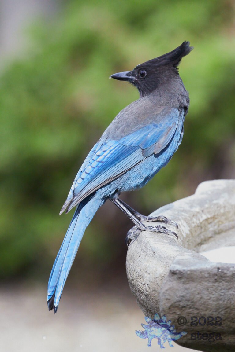Steller’s Jay