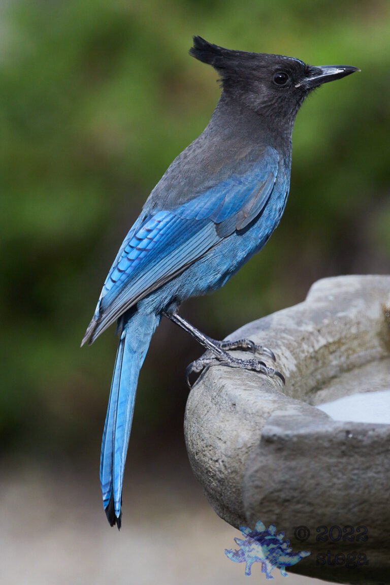 Steller’s Jay