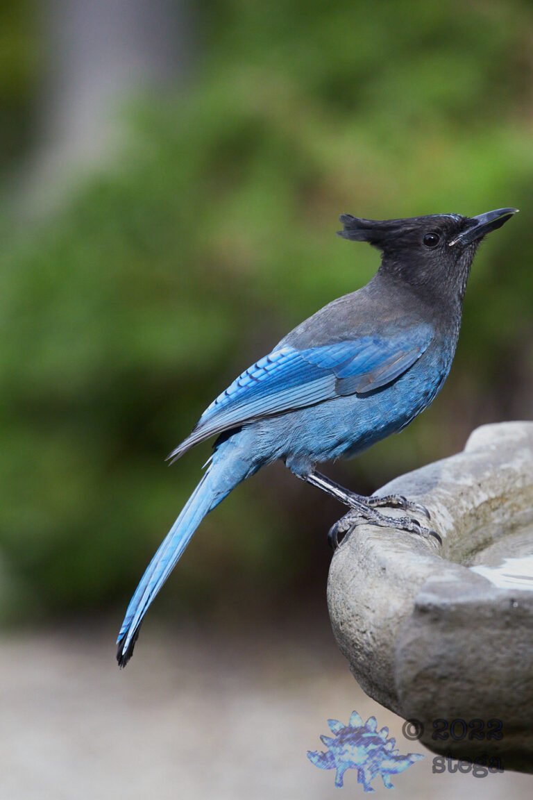 Steller’s Jay