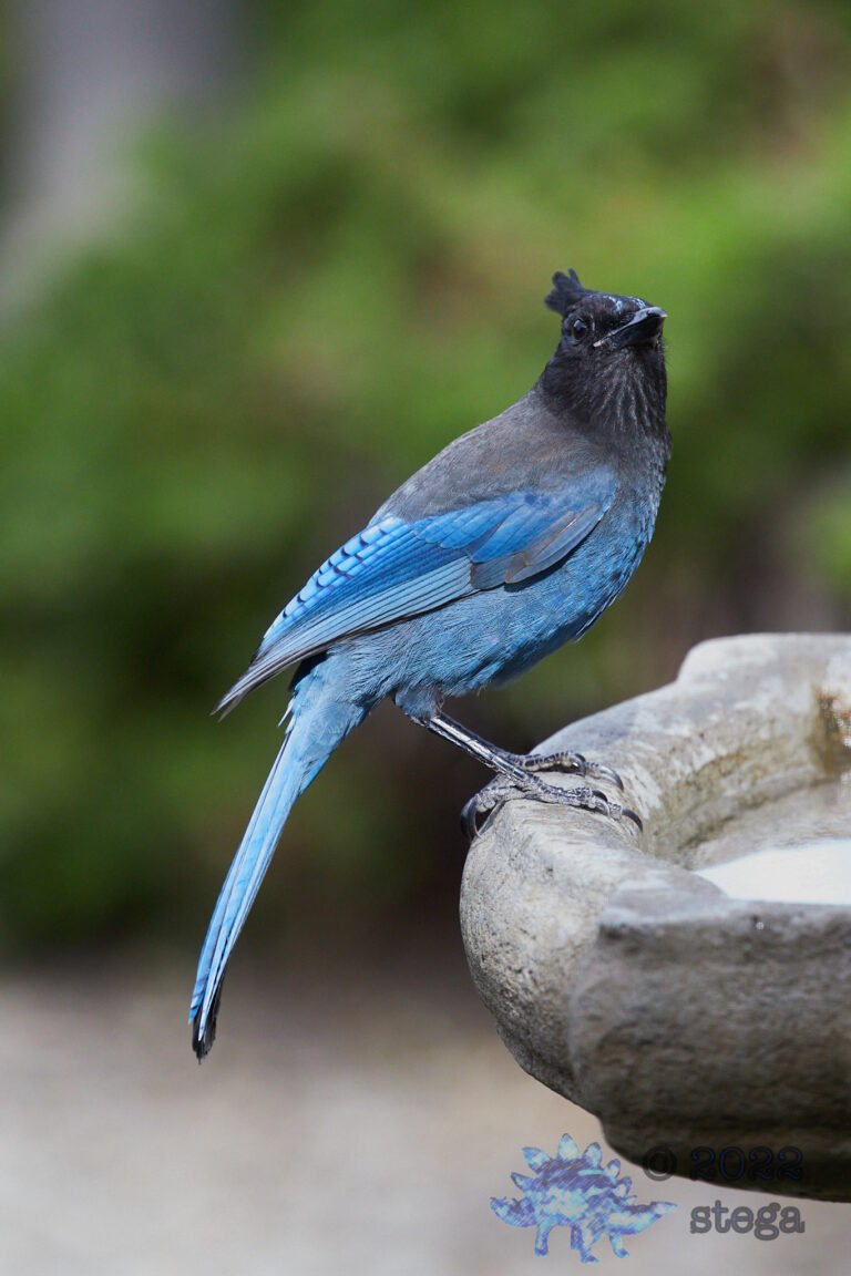 Steller’s Jay